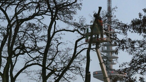 Auf St. Pauli müssen Bäume einem Bauprojekt weichen. © telenewsnetwork 