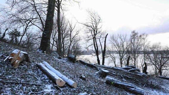 Im Hindenburgpark an der Elbe in Hamburg-Othmarschen sind Bäume für eine neue Fernwärmeleitung gefällt worden. © picture alliance / dpa Foto: Christian Charisius