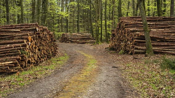 Baumstämme liegen gestapelt in einem Wald. ©  imageBROKER Foto: Alf Jönsson
