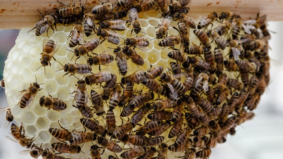 Zahlreiche Bienen an einer Wabe. © dpa-Bildfunk Foto: Markus Scholz