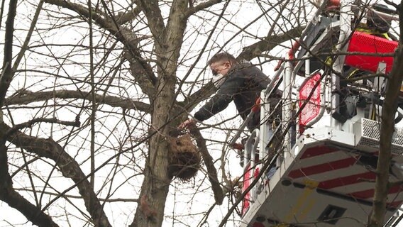Die Feuerwehr Hamburg rettet verwaiste Eichhörnchen aus einem Baum. © Tele News Network Foto: Screenshot