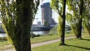 Blick auf den Elbtower vom Entenwerder Park © NDR Foto: Marc-Oliver Rehrmann