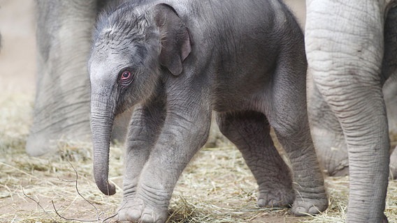 Elefanten-Baby im Tierpark Hagenbeck in Hamburg. © dpa Foto: Malte Christians