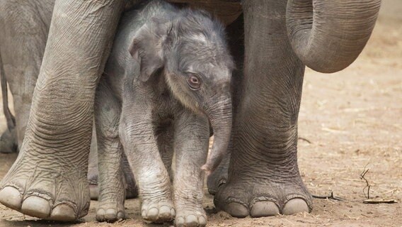 Ein neugeborener Elefantenbulle steht am 12.01.2016 im Tierpark Hagenbeck in Hamburg unter seiner Mutter "Kandy". © dpa Bildfunk Foto: Christian Charisius