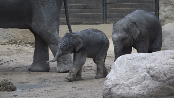 Elefanten-Nachwuchs im Tierpark Hagenbeck. © TeleNewsNetwork Foto: Screenshot