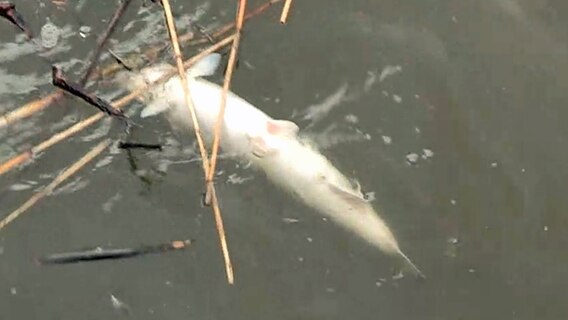 Ein toter Fisch treibt in der Elbe. © NDR 