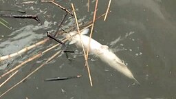 Ein toter Fisch treibt in der Elbe. © NDR 
