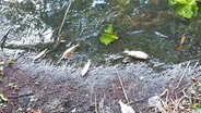 Tote Fische an der Isebek am Eppendorfer Baum © NDR Foto: Karsten Sekund