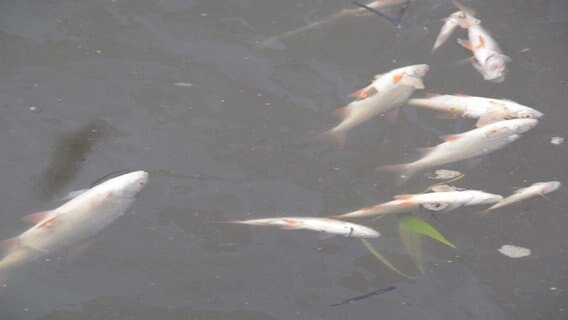 Tote Fische schwimmen an der Wasseroberfläche. © picture Alliance/dpa 