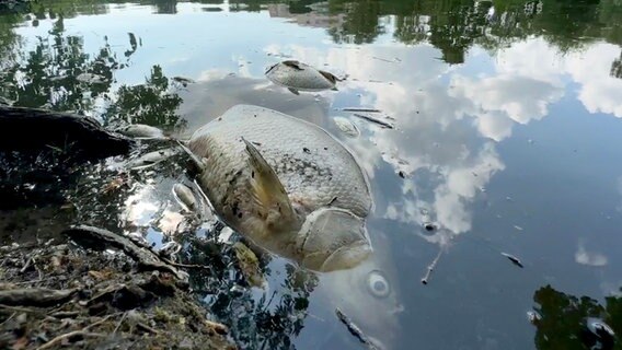 Ein toter Fisch in einem Hamburger Gewässer. © picture alliance/dpa/TNN Foto: Steven Hutchings