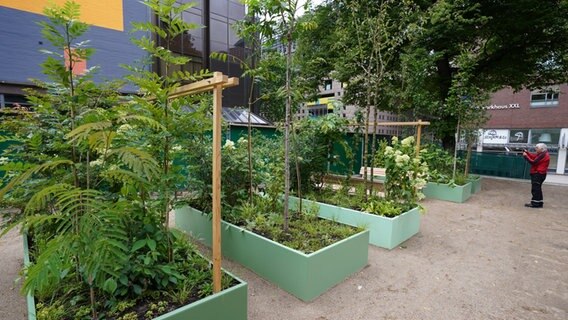 Ein Passant fotografiert den "Grünen Garten" auf dem Gertrudenkirchhof in der Innenstadt. © picture alliance/dpa | Marcus Brandt Foto: Marcus Brandt