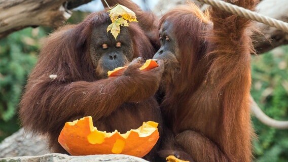 Zwei Orang-Utan-Affen fressen im Tierpark Hagenbeck zu Halloween ein Stück Kürbis. © picture alliance / dpa Foto: Daniel Bockwoldt