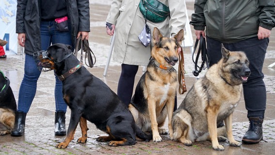 Verschiedene Hunderassen mit und ohne Maulkorb sitzen mit ihrer Halterin auf dem Hamburger Rathausmarkt. © picture alliance / | - 