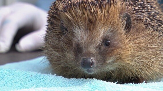 Ein Igel sitzt auf einem Handtuch. © NDR Foto: Screenshot