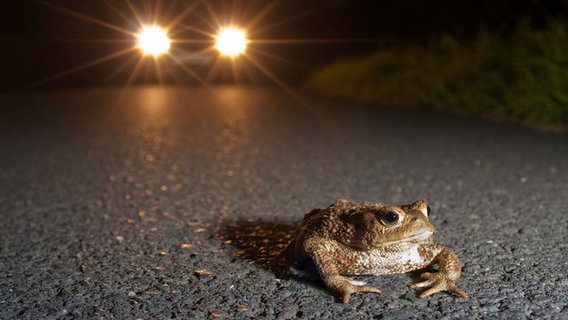 Eine Erkröte überquert nachts eine Straße © NABU / Jonathan Fieber Foto: Jonathan Fieber