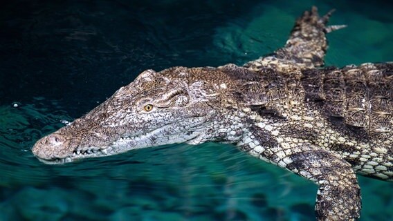 Neues Nilkrokodil im Tierpark Hagenbeck: "Linyanti" schwimmt im Wasser. © picture alliance / dpa Foto: Jonas Walzberg