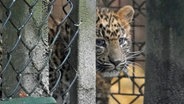 Ein Leopardenbaby schaut kurz durch die Klappe zum Außengehege im Tierpark Hagenbeck. © picture alliance/dpa Foto: Marcus Brandt