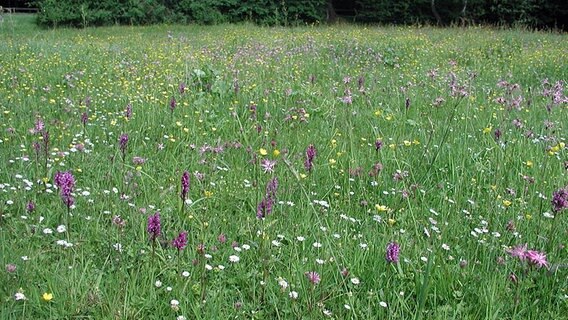 Orchideenwiese im Rodenbeker Quellental.  