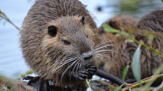 Nutria kaut an einem Halm. Nutria kaut an einem Halm. © NDR Foto: Marion Meier