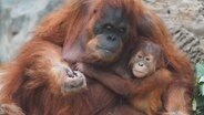 Ein Urang-Utan mit einem Jungen © picture alliance/dpa | Marcus Brandt Foto: Marcus Brandt