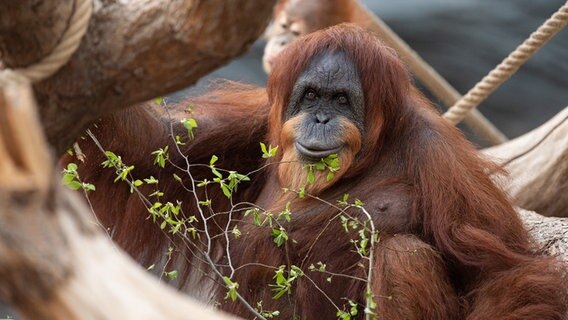 Orang-Utan-Dame Bella sitzt an ihrem 61. Geburtstag in ihrem Gehege im Tierpark Hagenbeck. © picture alliance/dpa Foto: Daniel Reinhardt
