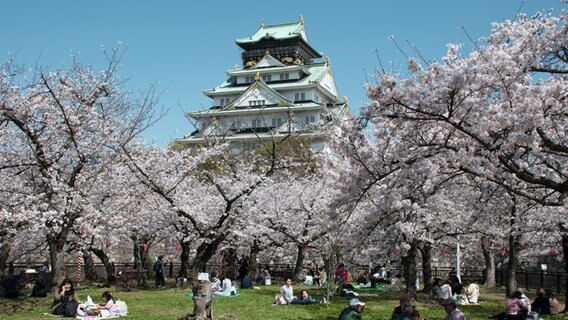 Blick auf das Oasaka Castle, im Vordergrund sind in einem Park Menschen unter blühenden Kirschbäumen zu sehen. © picture alliance / newscom Foto: Keizo Mori