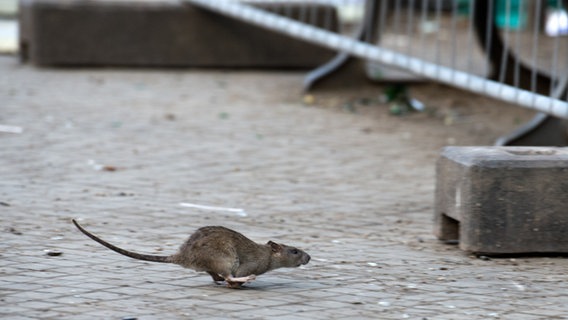 Eine Ratte läuft über eine gepflasterte Straße. © picture alliance Foto: Bernd von Jutrczenka