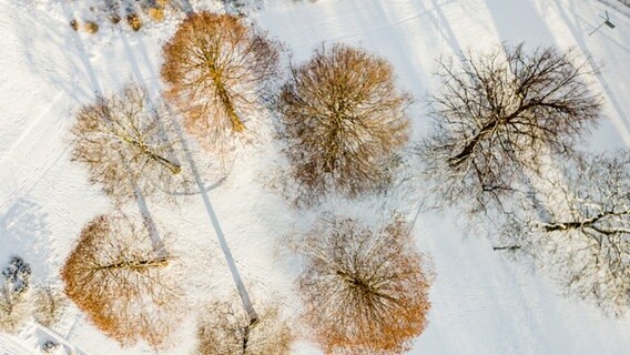 Schnee bedeckt die Wege im Hamburger Park Planten un Blomen. © dpa-Bildfunk 