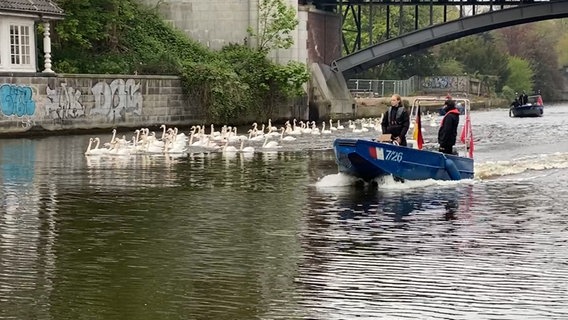 Die Alsterschwäne werden aus ihrem Winterquartier auf die Hamburger Außenalster gebracht. © NDR Foto: Anna Rüter