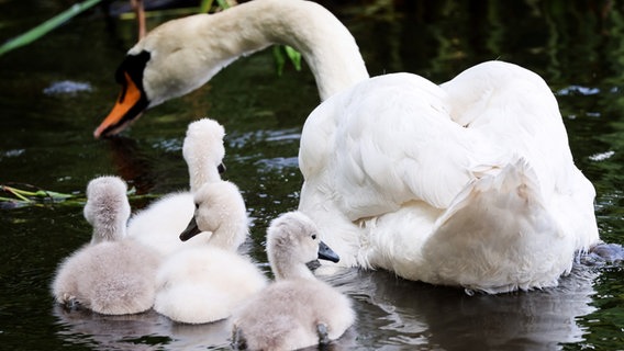 Ein Schwan ist mit seinen Küken im Schilf an der Alster auf Futtersuche. © picture alliance/dpa | Christian Charisius Foto: Christian Charisius