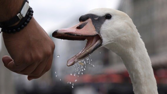 Ein Passant füttert einen Schwan auf der Kleinen Alster. © picture alliance/dpa | Marcus Brandt Foto: Marcus Brandt