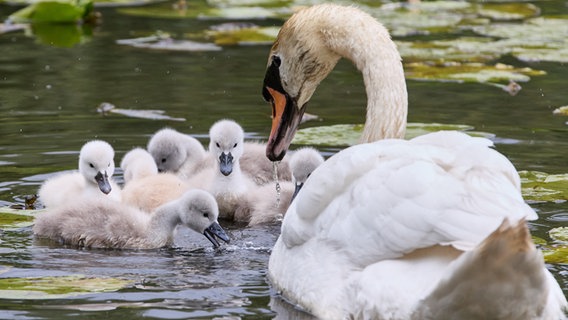 Ein Schwanen-Muttertier ist mit ihren jungen Schwanenküken auf der Außenalster in Hamburg unterwegs. © picture alliance / dpa Foto: Georg Wendt