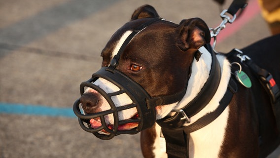 The American Staffordshire Terrier wears a muzzle.  Photo: Wolfram Steinberg