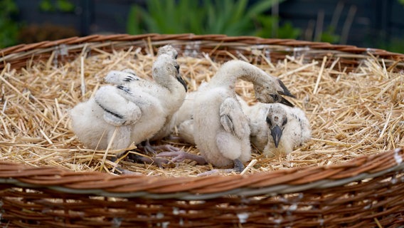 Sechs Storchenküken sitzen in einem Nest im Garten von Jürgen Pelch, Storchenvater des Nabu Hamburg. © Marcus Brandt/dpa 