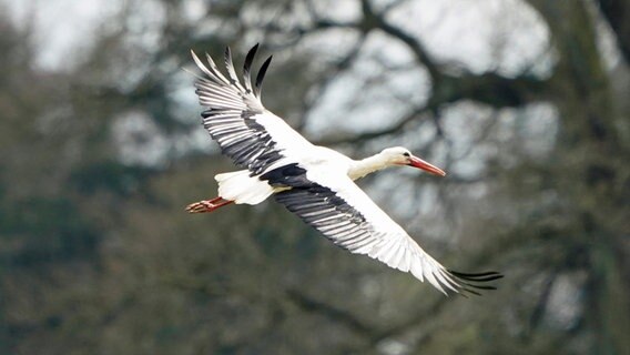 Ein Weißstorch fliegt über einen Acker in Hamburg-Kirchwerder, er ist zurück aus dem Süden. © Marcus Brandt/dpa 