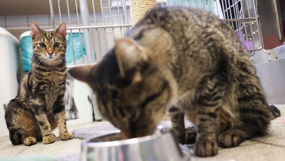 Zwei Katzen sitzen im Katzenhaus des Hamburger Tierheims in der Süderstraße. © dpa Foto: Christian Charisius