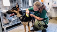 Eine Tierpflegerin prüft mit einem Transponder, ob ein Fundhund einen Identifikations-Chip trägt. © dpa Foto: Markus Scholz