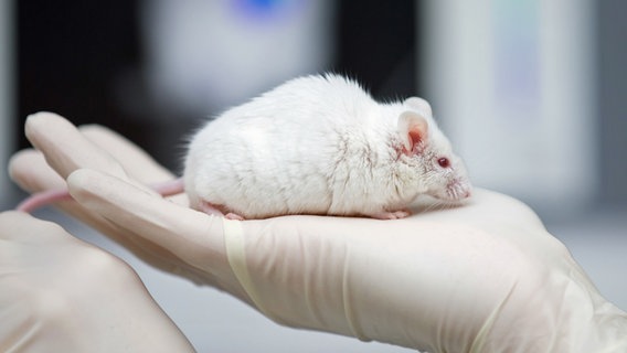 Eine wissenschaftliche Mitarbeiterin einer tierexperimentellen Forschungseinrichtung hat eine Maus in der Hand. © picture alliance/dpa Foto: Friso Gentsch