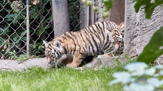 Zwei weibliche Tigerbabys gehen vorsichtig ins Außengehege im Tierpark Hagenbeck. © Georg Wendt/dpa Foto: Georg Wendt/dpa