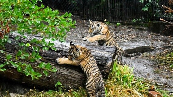 Zwei Tigerbabys erkunden ihr Mutter-Kind-Gehege in Hagenbecks Tierpark. © picture alliance Foto: picture alliance