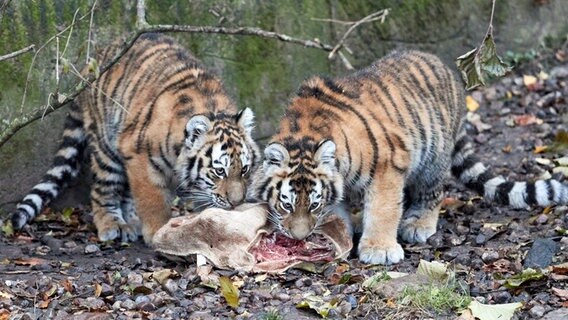 Die Tigerjungtiere "Rida" und "Daria" freuen sich über einen mit Rinderfleisch gefüllten Jutesack anlässlich des Nikolausfestes in ihrem Außengehege im Tierpark Hagenbeck © picture alliance/dpa Foto: Georg Wendt