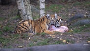 Zwei Tigermädchen essen ein Stück Fleisch. © NDR 