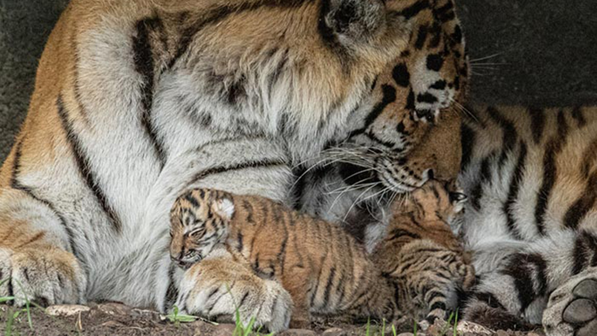 Freude über Nachwuchs bei Tigern im Tierpark Hagenbeck