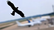 Ein Vogel fliegt an mehreren Flugzeugen vorbei. (Symbolfoto) © picture alliance / Geisler-Fotopress Foto: Christoph Hardt