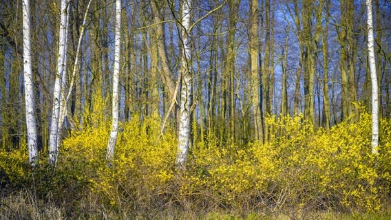 Birken und Forsythien am Marschbahndamm in Kirchwerder in Hamburg. © picture alliance / CHROMORANGE | Christian Ohde Foto: Christian Ohde