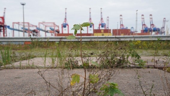 Pflanzen wachsen zwischen den Gleisen einer stillgelegten Gleisanlage in Waltershof im Hamburger Hafen. © picture alliance/dpa Foto: Marcus Brandt