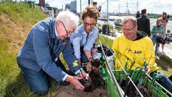 Winzer Fritz Currle (l) und Carona Veit (M, SPD), Hamburgs Bürgerschaftspräsidentin, pflanzen am Weinberg am Stintfang an der Elbe Weinreben der Sorte Regent, die von einem Mitglied der Hamburger Stintfangwinzer gereicht werden. © picture alliance/dpa Foto: Daniel Bockwoldt