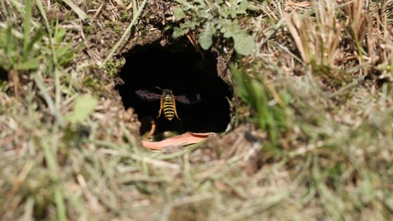 Eine Wespe fliegt in ein Loch in der Erde. © picture alliance / Klaus Nowottnick 