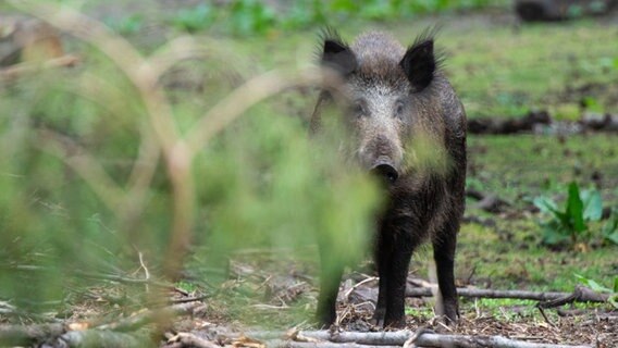 Ein Wildschwein (Sus scrofa) ist in einem Waldstück hinter einem Ast zu sehen. © picture alliance/dpa | Jonas Walzberg Foto: Jonas Walzberg