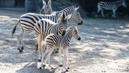 Ein erst wenige Tage altes Zebra ist im Tierpark Hagenbeck erstmals im Außengelände zu sehen. © picture alliance/dpa/Hagenbeck 